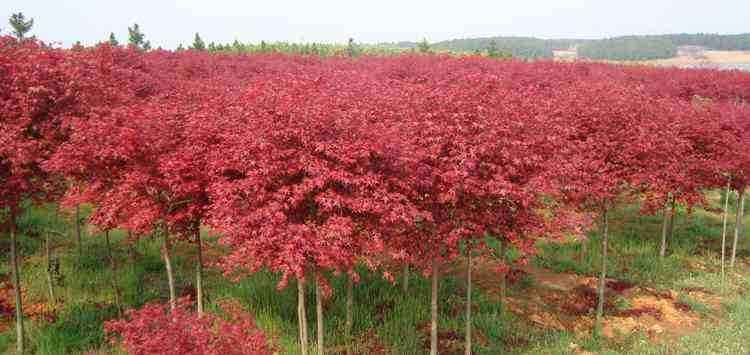 ��(j��)��������ľ����