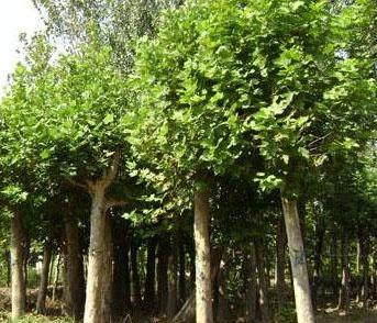 �t��Ʒ�N�����m���@�NС������