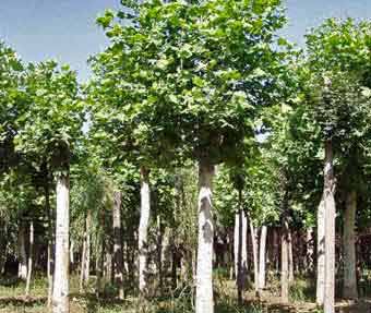 �t��������������箔����_��