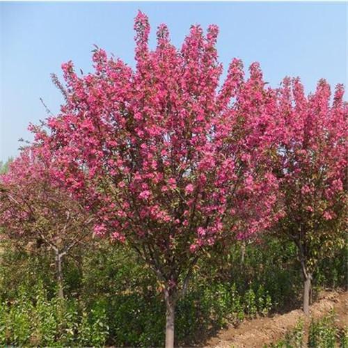 �t���޼��m���ڈ@�־G���зNֲ