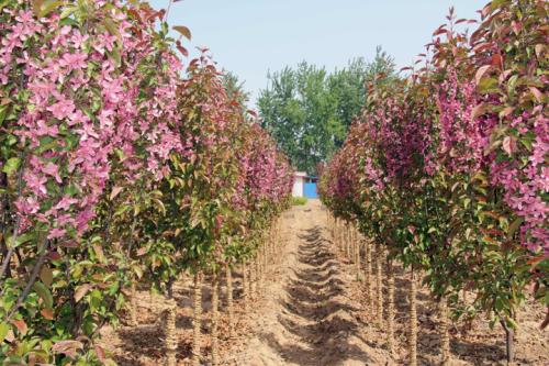 �t��ȫ�껨��ϲ���ճ���ě�ˬ���