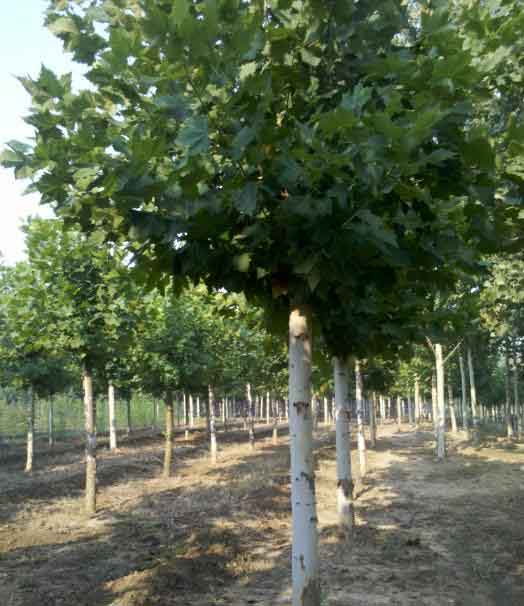 �t����ֲ�����^�p����