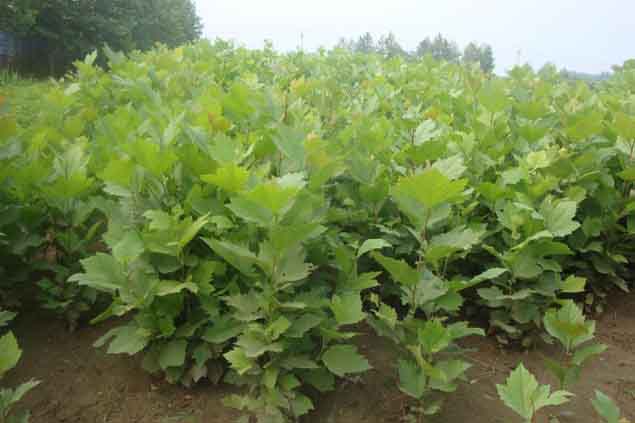 �t����ֲ�����^�p����