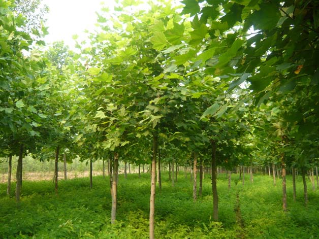 �t����ľ��u���ưlչ�^��