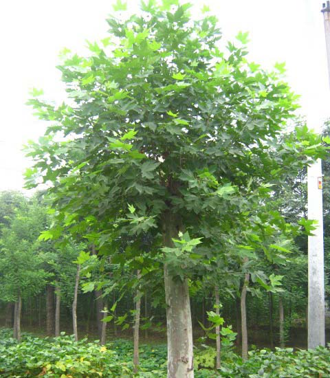 �t����ľ��u���ưlչ�^��