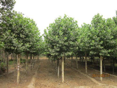 �t��������ľ���L���c��ˮ