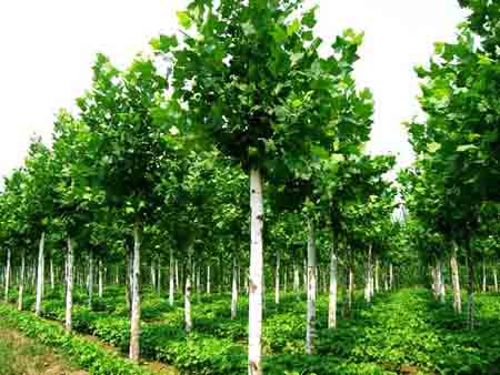 �t����ľ��ֲ�ɻ�ôٸ��I�B(y��ng)��