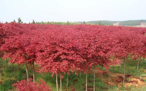 �t�����������c�}�A�ؾG��