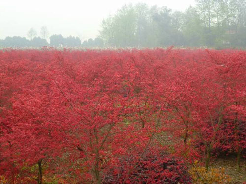 �t����ֲ����ˮ����߅�ںø�ˮ��