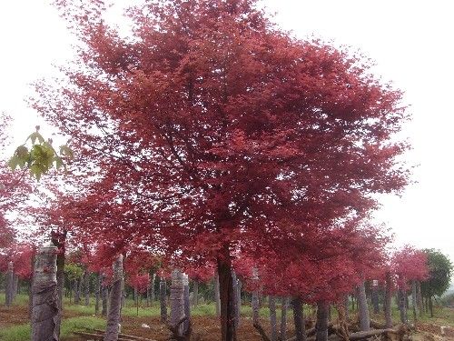 �t��ֲ�����L�l��Ҏ���A�ε����c