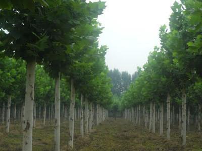 ��ֲͩ��Nֲ���ڮ���Խ�����R