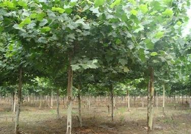 ��ֲͩ��Nֲ���ڮ���Խ�����R