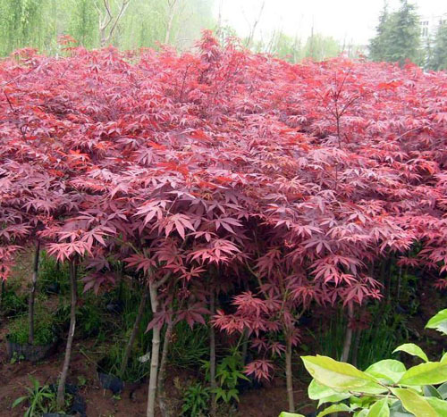 �t���Դ��M��������L