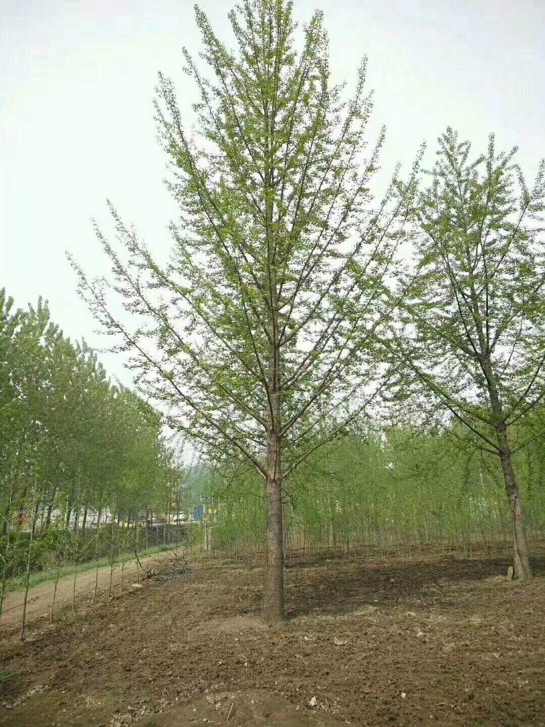 �t����ľ���ԏ���ֲ�ɻ�����L�^��