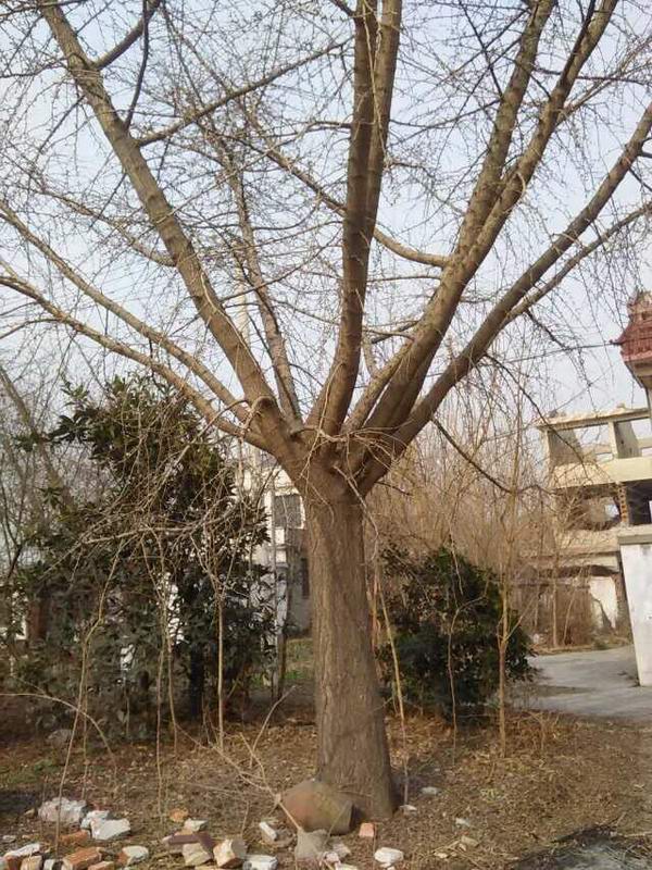 �t����ľ���ԏ���ֲ�ɻ�����L�^��