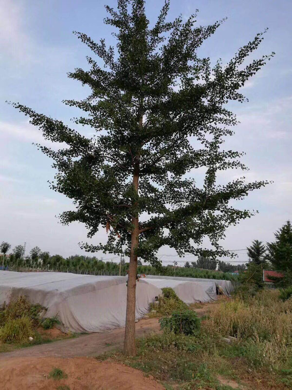 �t����ľ���ԏ���ֲ�ɻ�����L�^��