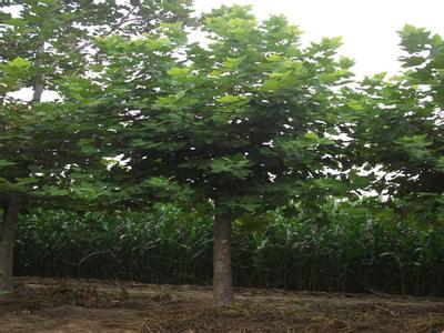 �t�������G���ʹ��֦���L