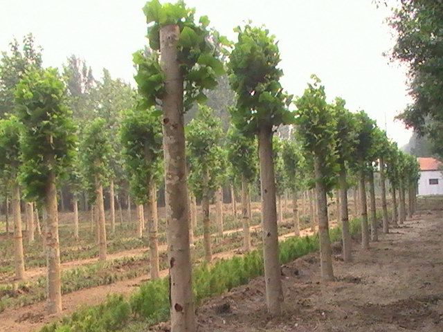 �t�������G���ʹ��֦���L