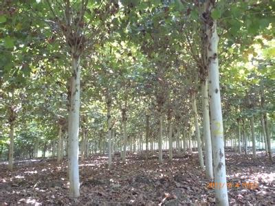 �t�������G���ʹ��֦���L