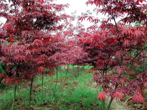 �t�����L���༼�g���༼�g