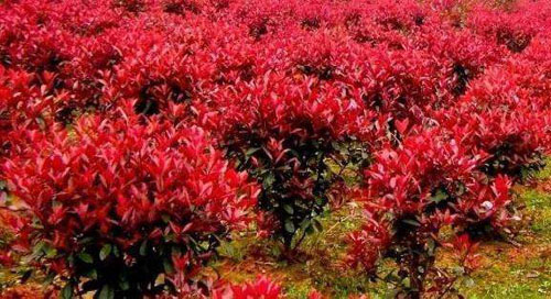 �t��픶˾���ֲ�����x��vˮ����