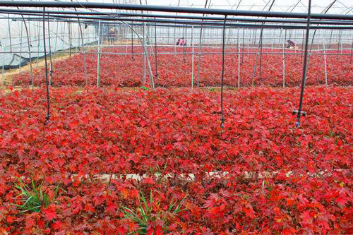 �t��ֲ�����L����ڛQ�����L��