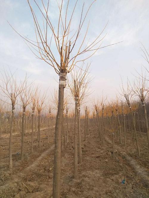 �t������b���һ���~�����󼴿ɶ�ֲ