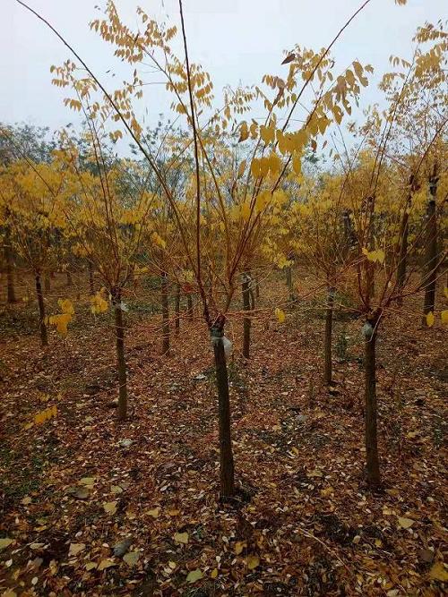 �t������b���һ���~�����󼴿ɶ�ֲ