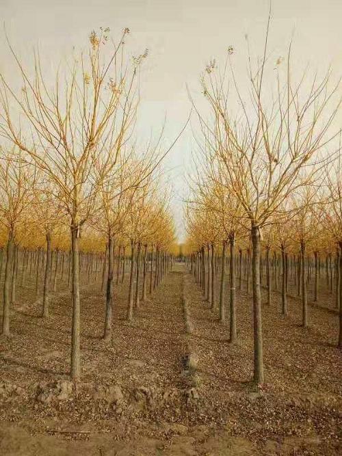 �t������b���һ���~�����󼴿ɶ�ֲ