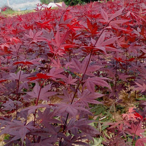 �t����ľ��Ҫ��ʩ�߂亵�r�ܹ�ˮ