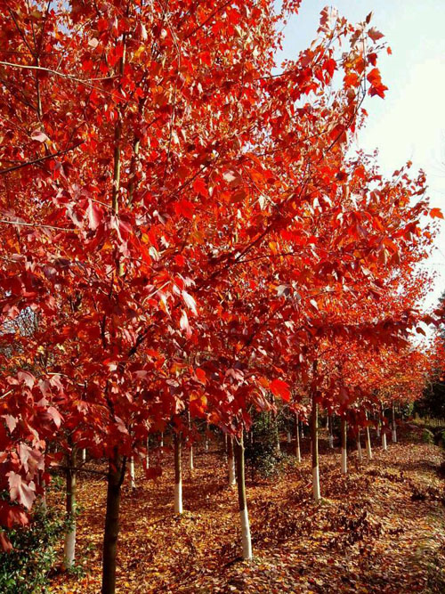 �t����ľ���L�����^�õėl��