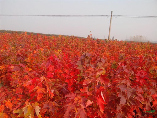 紅楓播種育苗的主要生產(chǎn)環(huán)節(jié)