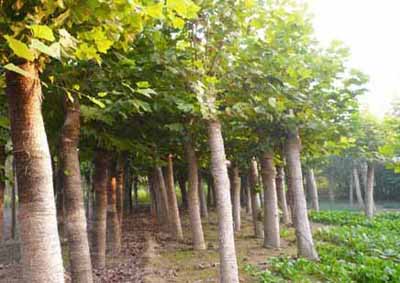 �t��ժ�ā����M�Ȱl���ӷ�֦���ٳ���