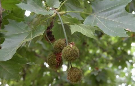 �t��ժ�ā����M�Ȱl���ӷ�֦���ٳ���