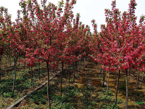 �����t����ľ������ˮ�������P�I