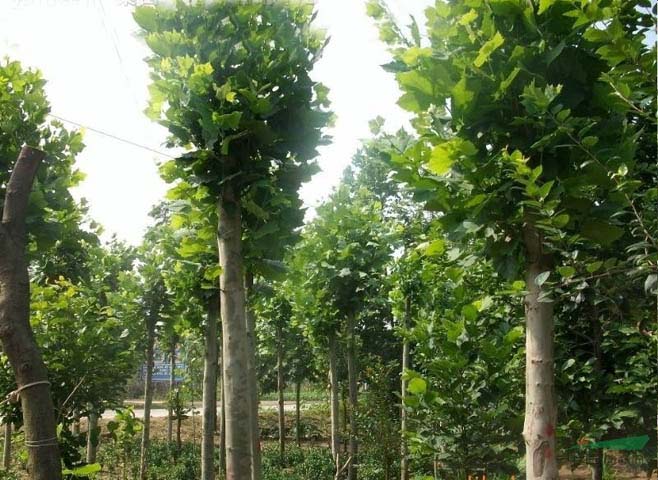 �����t��ÿ��Ҫ��2��͸ˮ