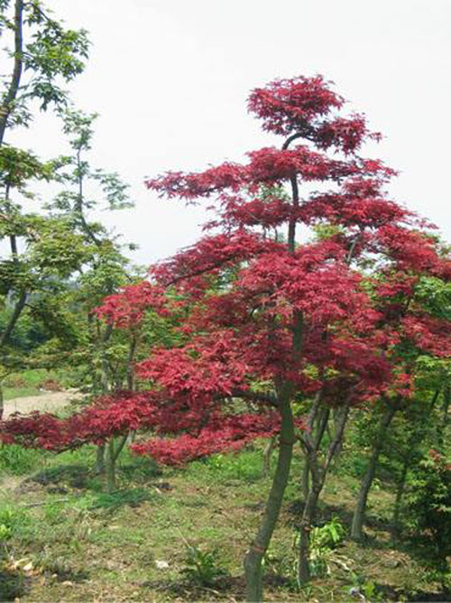 ����(gu��)�t����ľ��ľ����ˮ��������