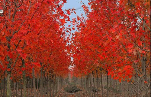 �����t����ľϲ���ֶ���ˮ���õ�����