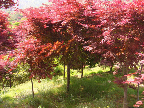 ����(gu��)�t��Ҫ���(sh��)�����R�ڷ����(sh��)�˃�(y��u)��
