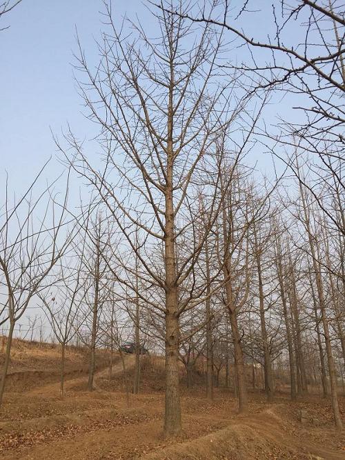 �����t��������ˮ�������������L��ʢ