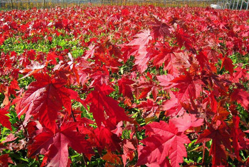 �����t���I�BԪ�������w�ĠI�B��r
