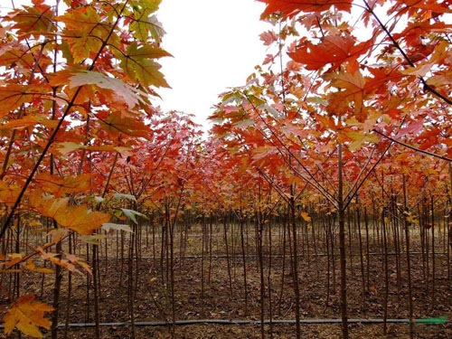 �����t��ʩ�ʷ��ϵ�ʹ�÷���