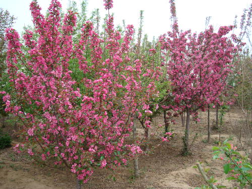 ����Ǥ��������������ʽ