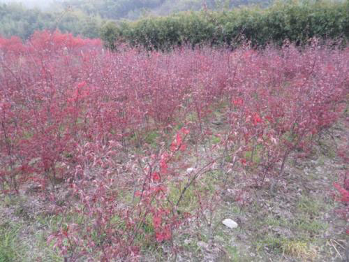 �����t���G����ľ����ʩ��
